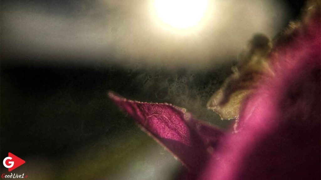 تأثیر نور طبیعی و مصنوعی در کیفیت تصویر