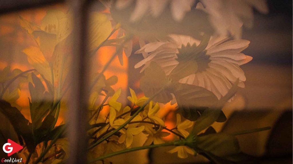 مزایای نور طبیعی برای بهبود کیفیت تصویر